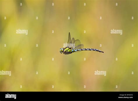 Flying Southern Hawker Hi Res Stock Photography And Images Alamy