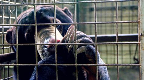 Bear Ly On The Radar Indonesias Illegal Trade In Sun Bears Could