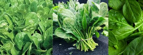 What is the difference between Swiss chard and Spinach?