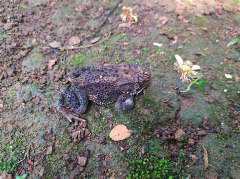 The Frog Under The Tree Or House Frog Has The Scientific Name Bufo