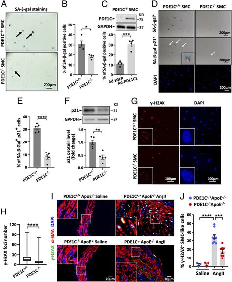 Pde1c Promotes Mouse Aortic Smc Senescence A H Aortic Smcs Isolated Download Scientific