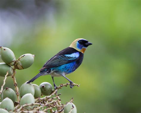 Belize Birding Tour Belize Bird Watching Hamanasi Adventure Resort