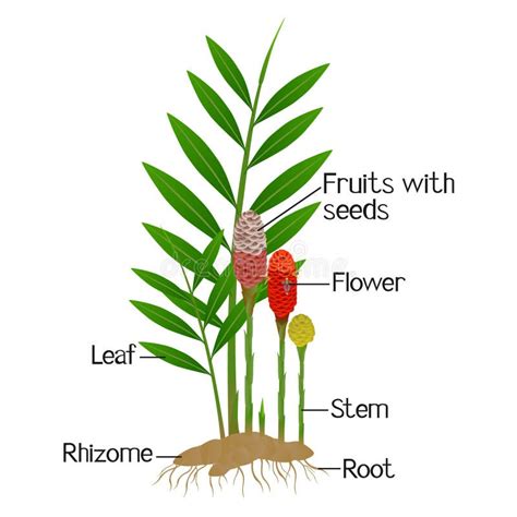 Ginger Rhizome Diagram