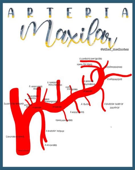 Arteria Maxilar Esthefany P Rez Zambrana Udocz