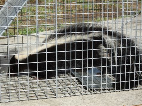 Skunk Diseases – Humane Wildlife Removal