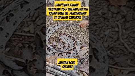 Ranjau Darat 🐍🐍🐍 Youtube