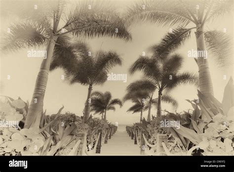 Pathway And Palm Trees Blowing In Breeze Providenciales Turks And