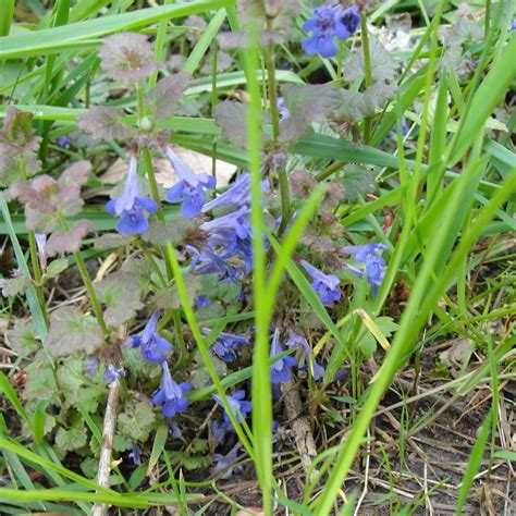 Gundermann Gundermann Glechoma Hederacea C Karl Haid