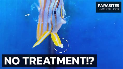 There Is NO TREATMENT For This Fish Disease Is That Bad