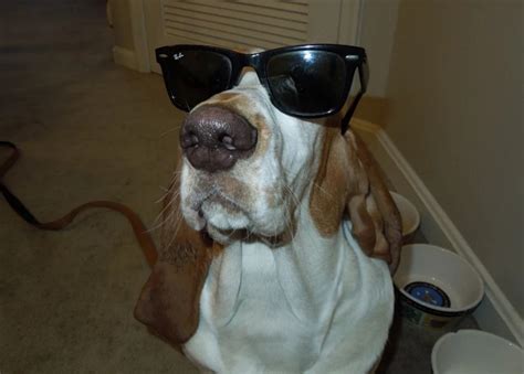 Top 10 Images of Funny Basset Hounds