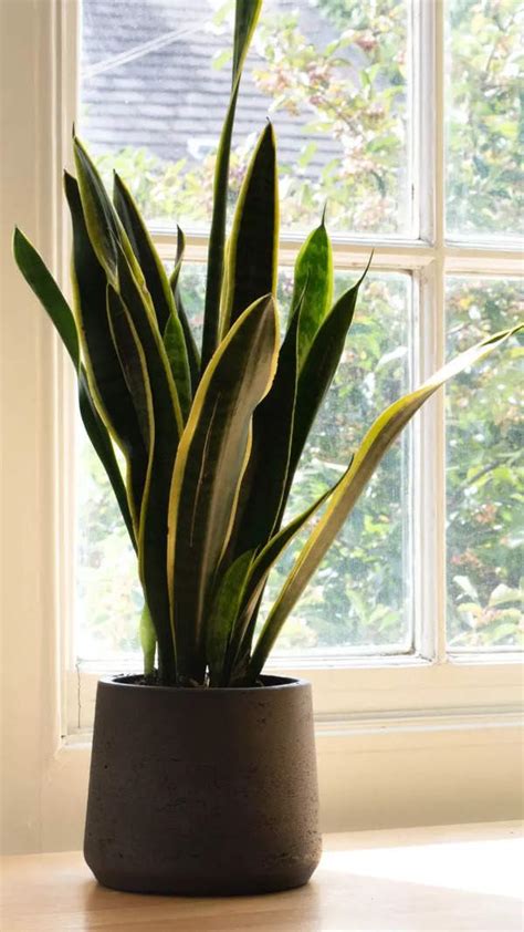 Do You Masturbate While Watching Porn Ask Yourself These Questions