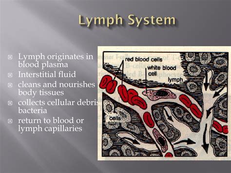 PPT Blood Lymph And Immune Systems PowerPoint Presentation Free