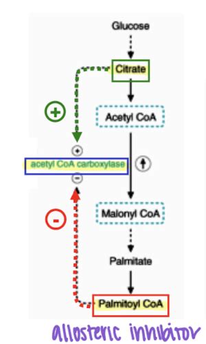 Fatty Acid Synthesis Flashcards Quizlet