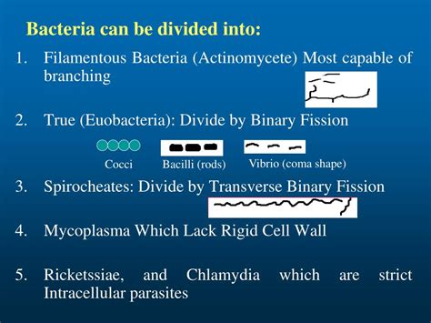 PPT Classification Of Medically Important Bacteria PowerPoint