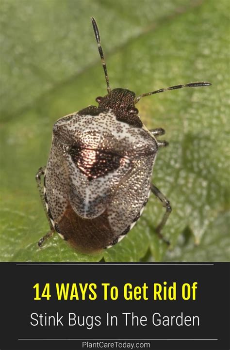 14 Ways To Get Rid Of Stink Bugs How To Make Your Home An Unfriendly Target Artofit