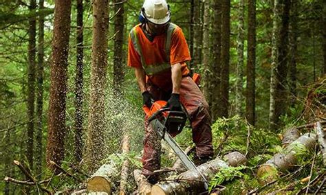 Safety & Environmental Awareness | A.M. Logging | PA Loggers