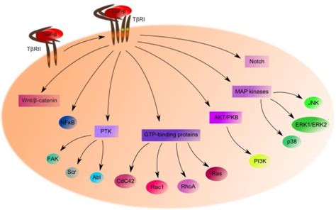 Tgf β Non Canonical Signaling Pathway Download Scientific Diagram