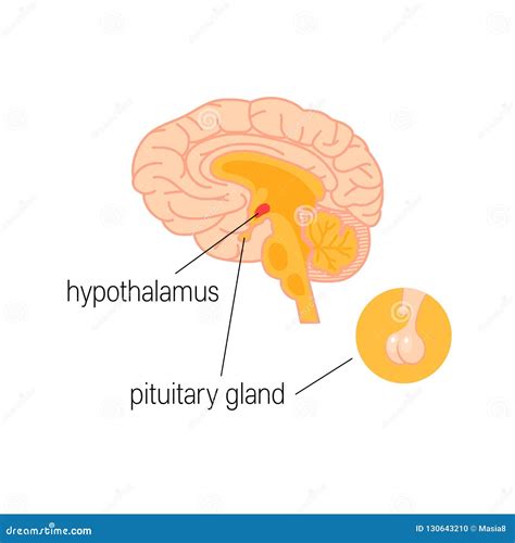 Hypothalamus And Pituitary Gland Cartoon Vector Cartoondealer