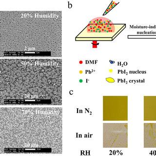 (a) Scanning electron micrograph of the morphologies and (b ... 