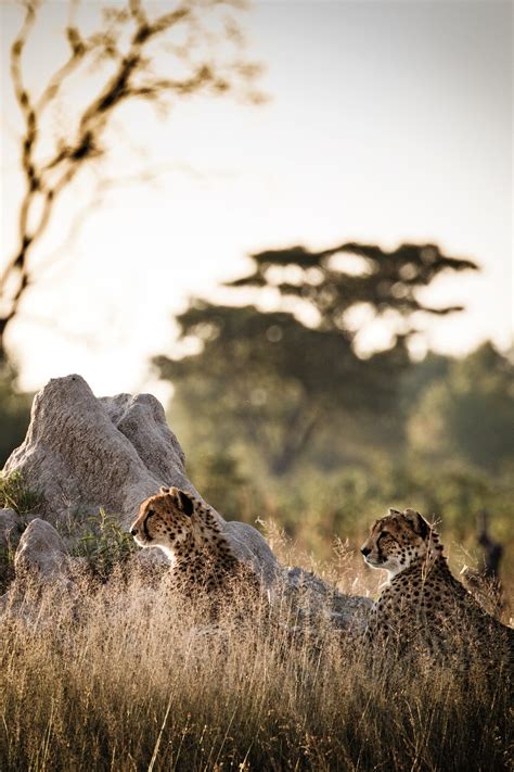 Zimbabwe safari lodges | CN Traveller