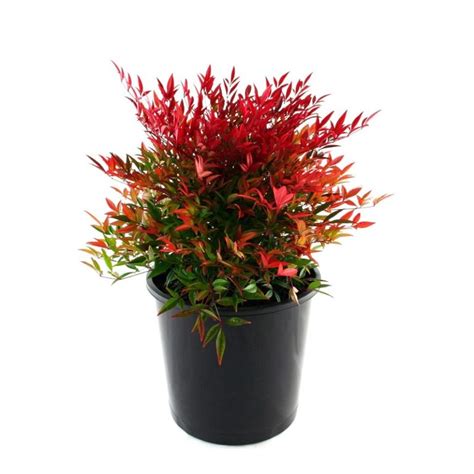 Nandina nana | Overland Nurseries