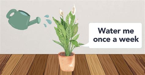 Flora | Watering a Peace Lily: A Step-by-Step Guide for Plant Parents