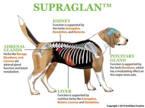 Dog Adrenal Gland Disease Klonotes