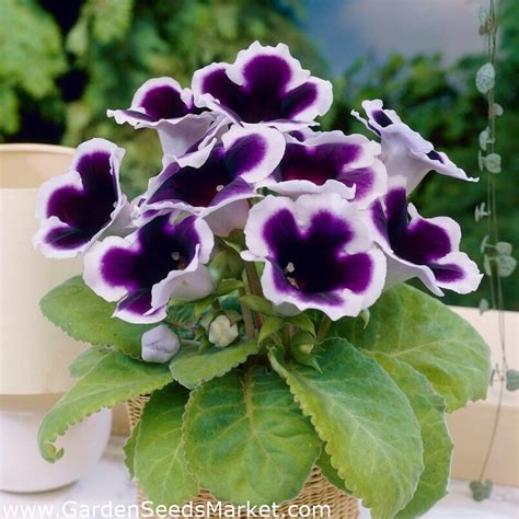 Kaiser Wilhelm Purple White Gloxinia Sinningia Speciosa Large