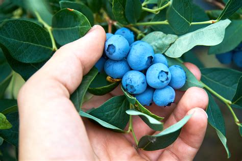 Blueberries Growing