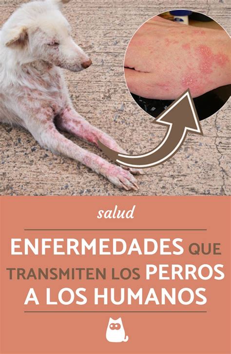 9 Enfermedades Que Transmiten Los Perros A Los Humanos Perros