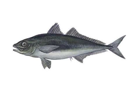 Learn About the Pacific Jack Mackerel – Fishing