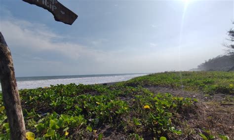 Pantai Mlarangan Asri Pantai Pasir Hitam Dengan Ratusan Pohon Cemara