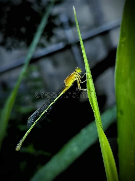 DAMSELFLY on the LEAVES stock photo. Image of wings - 231278358