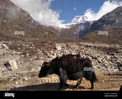 The Yak from the Himalayas Stock Photo - Alamy