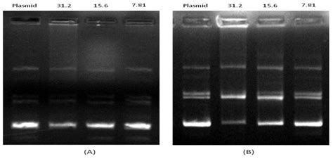 Agarose Gel Electrophoresis Patterns Of Puc Ng A Cleaved By