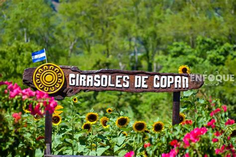 El Paseo de los Girasoles Copán Ruinas enfoque504