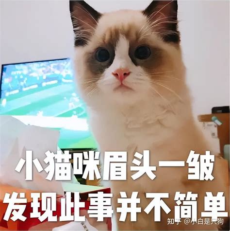 猫界智商排行榜：“最蠢”和“最聪明”的3种猫！ 知乎