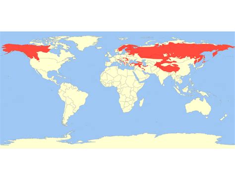 Brown Bear Facts Behavior Diet Habitat And More