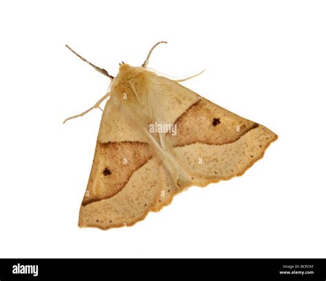 Scalloped Oak Moth Hi Res Stock Photography And Images Alamy