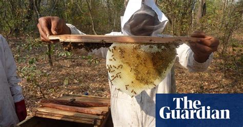 Honey Project Brings Sweet Success For Families In Zambia Zambia