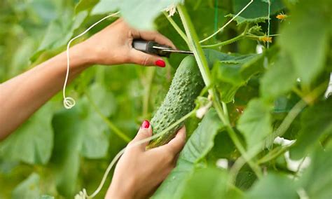 How To Plant Grow And Harvest Cucumbers