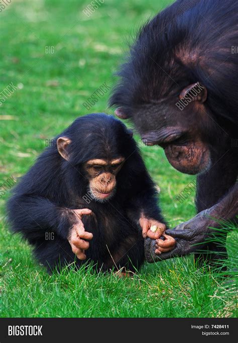 Baby Chimp Mother Image & Photo (Free Trial) | Bigstock