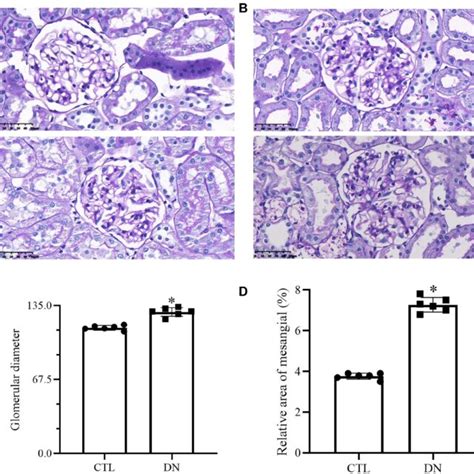 Histological Results With Light Microscopy ×400 A Glomerulus Of