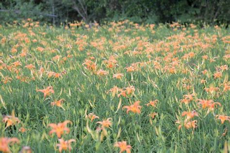 花蓮金針花季開跑，2處賞花地點玉里鎮赤科山、富里鄉六十石山，目前開花約2成，預計8月中旬後盛開。（花蓮縣政府提供）中央社記者張祈傳真 111年8月5日 圖：中央社 新聞 Rti