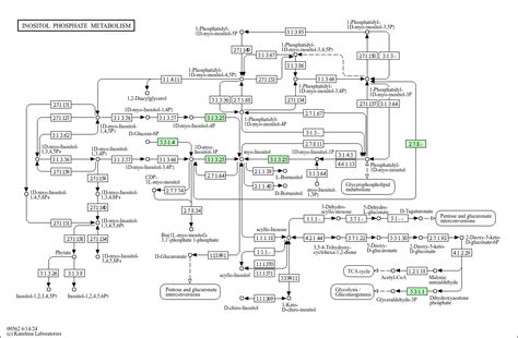 Kegg Pathway Inositol Phosphate Metabolism Bifidobacterium Coryneforme