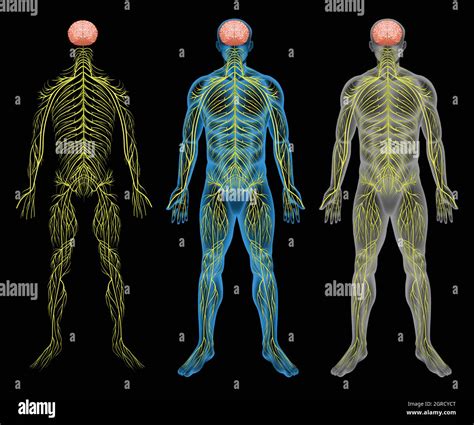 The Nervous System Stock Vector Image Art Alamy