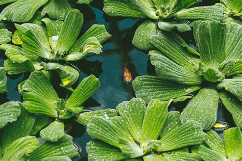 How To Choose And Care For Floating Aquarium Plants Aquarium Part