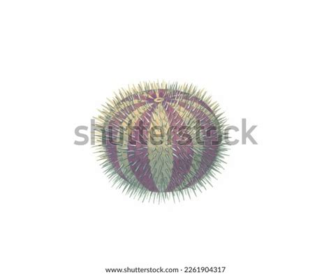 Realistic Color Scientific Illustration Common Sea Stock Illustration