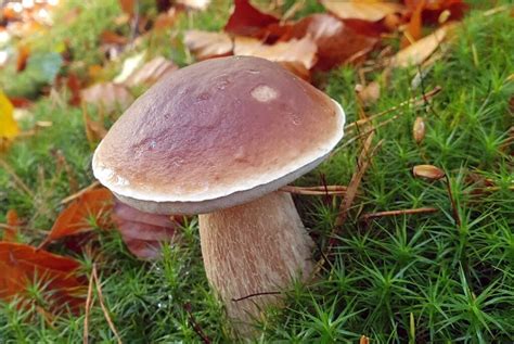 Comment Reconna Tre Le C Pe Chasseurs De Champignons