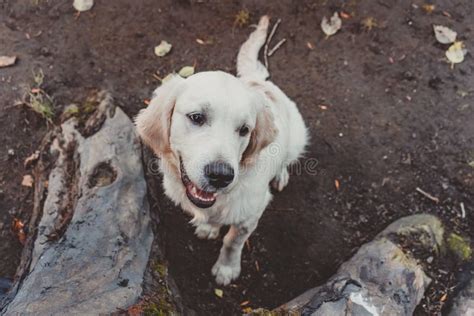 A Golden Retriever Puppy Smiling and Looking Stock Image - Image of ...